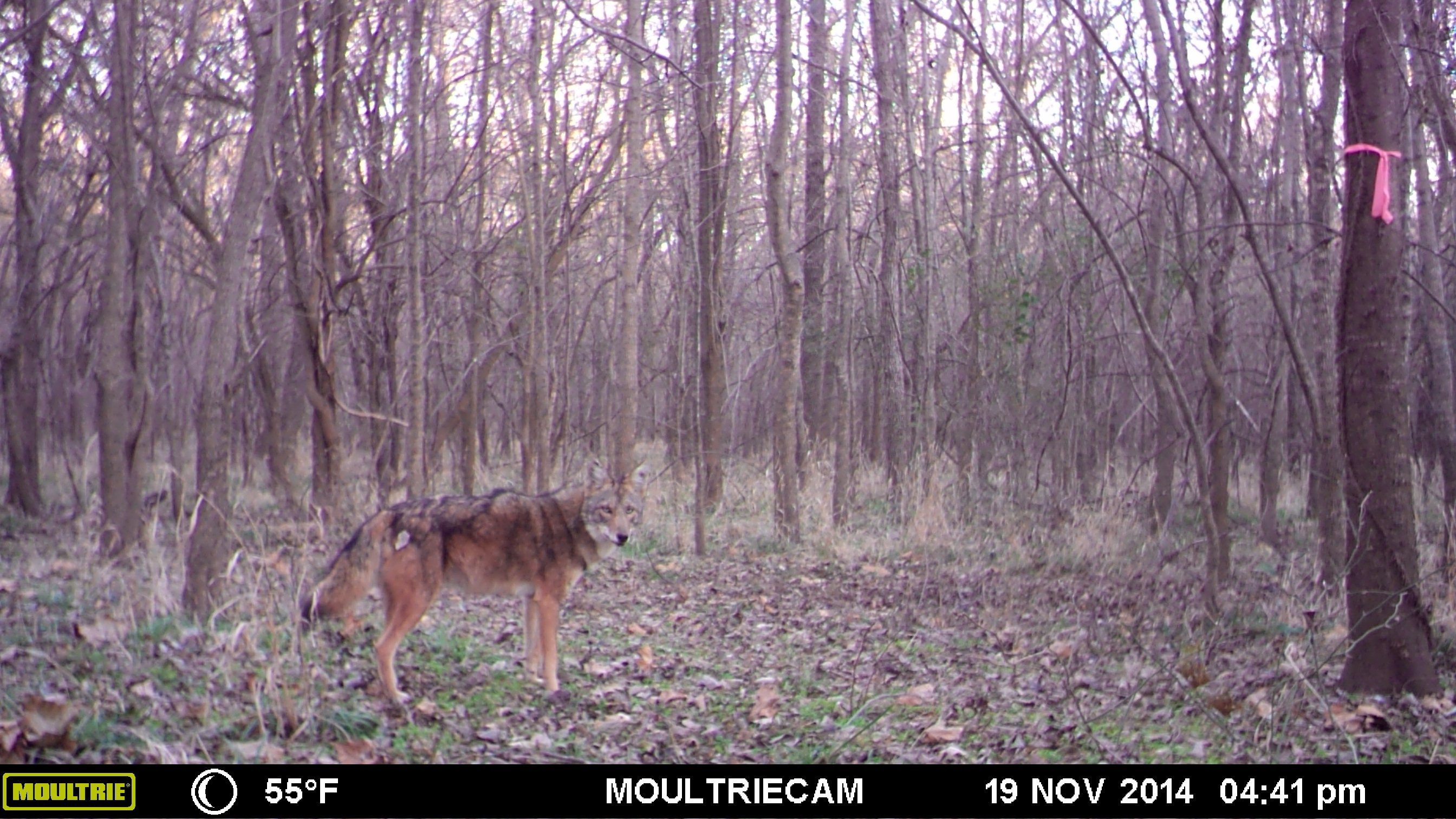 Don’t laugh… wolves in Oklahoma? | Oklahoma Shooters